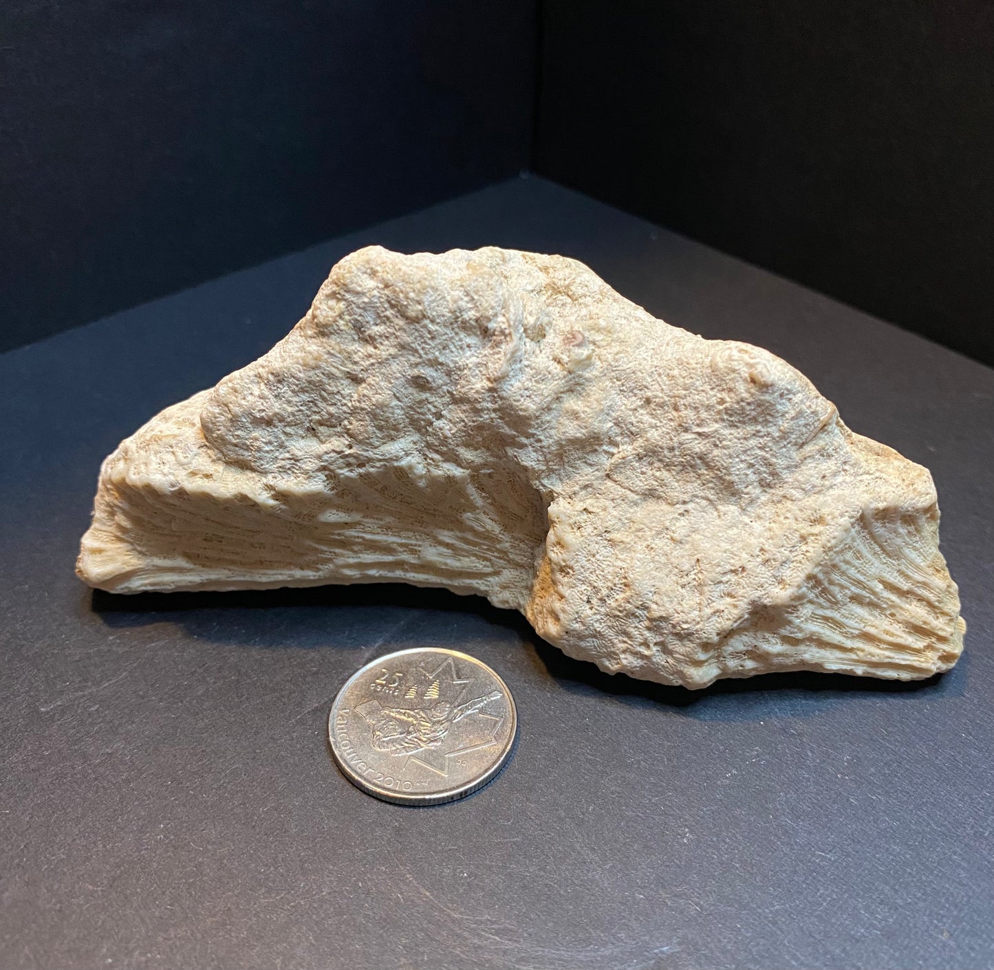 Coral Fossil; Rough Specimen, Large - Nymphs Nook