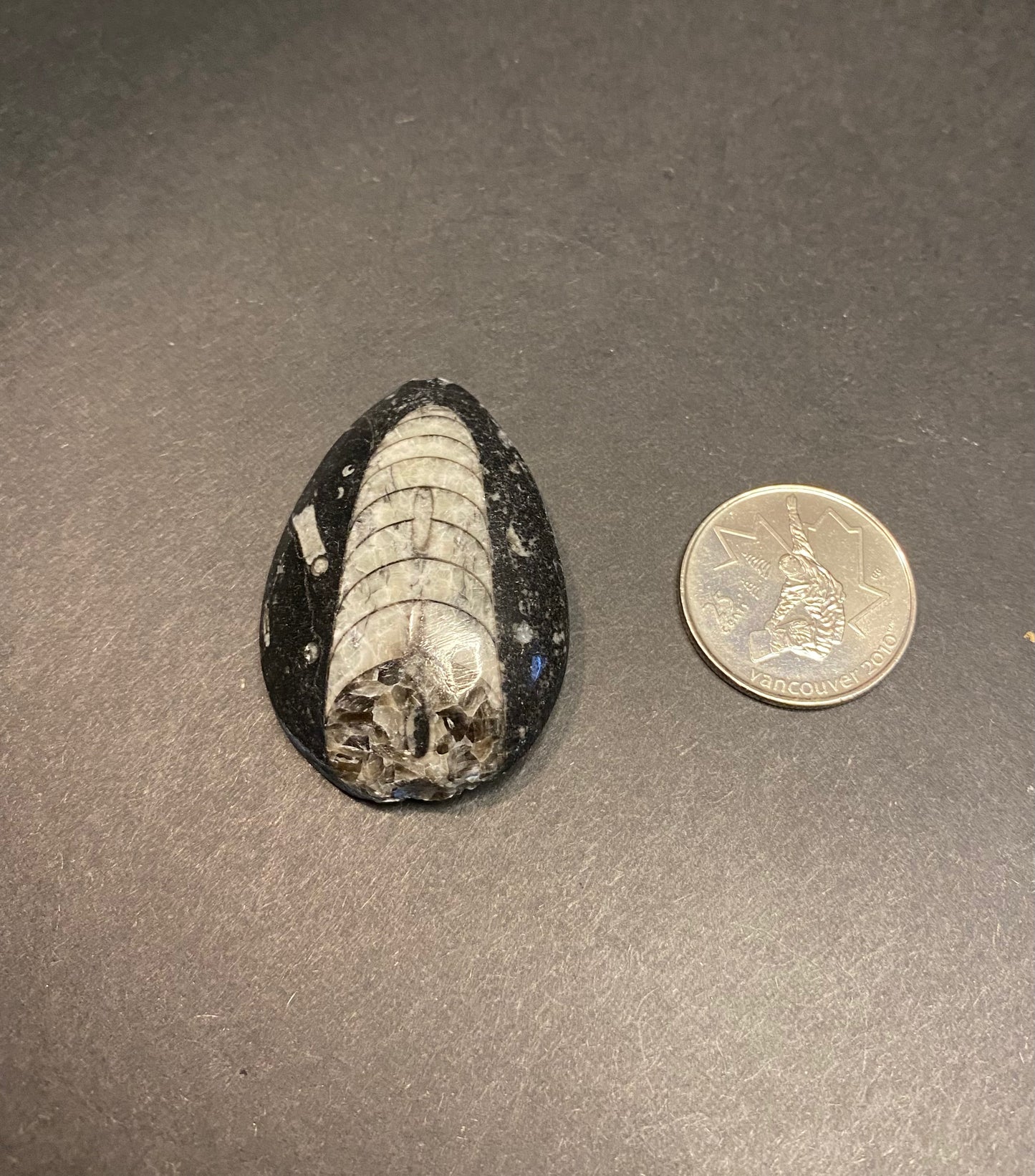 Orthoceras Fossil Stones (Polished) - Nymphs Nook