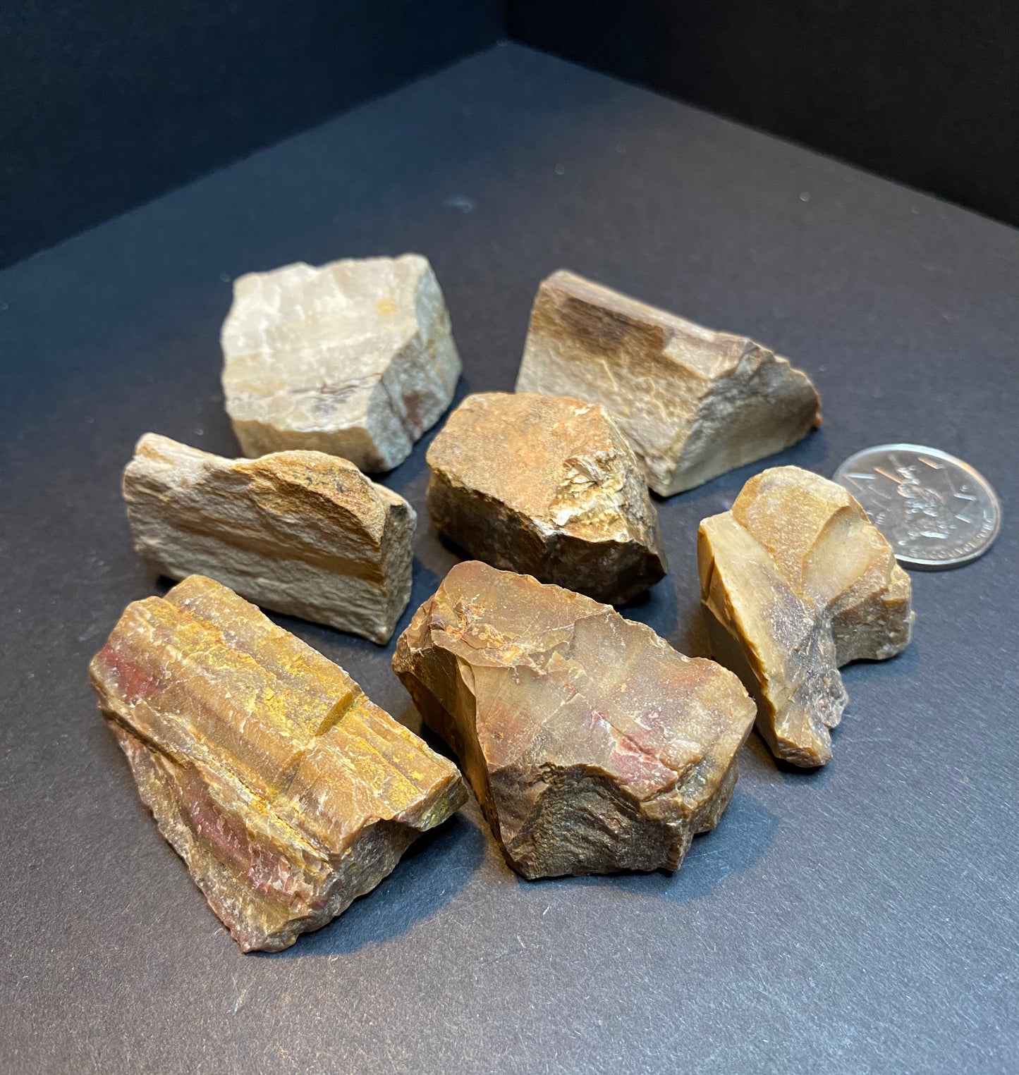 Petrified Wood; Rough Chunks, Medium - Nymphs Nook