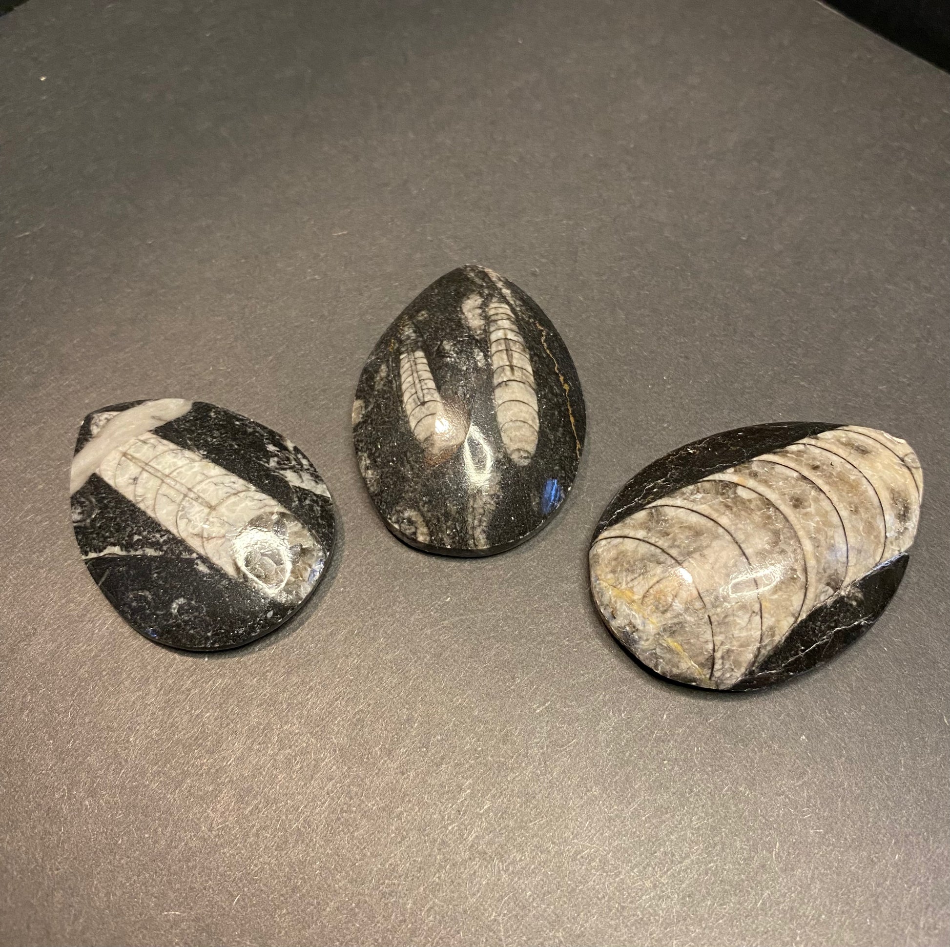 Orthoceras Fossil Stones (Polished) - Nymphs Nook
