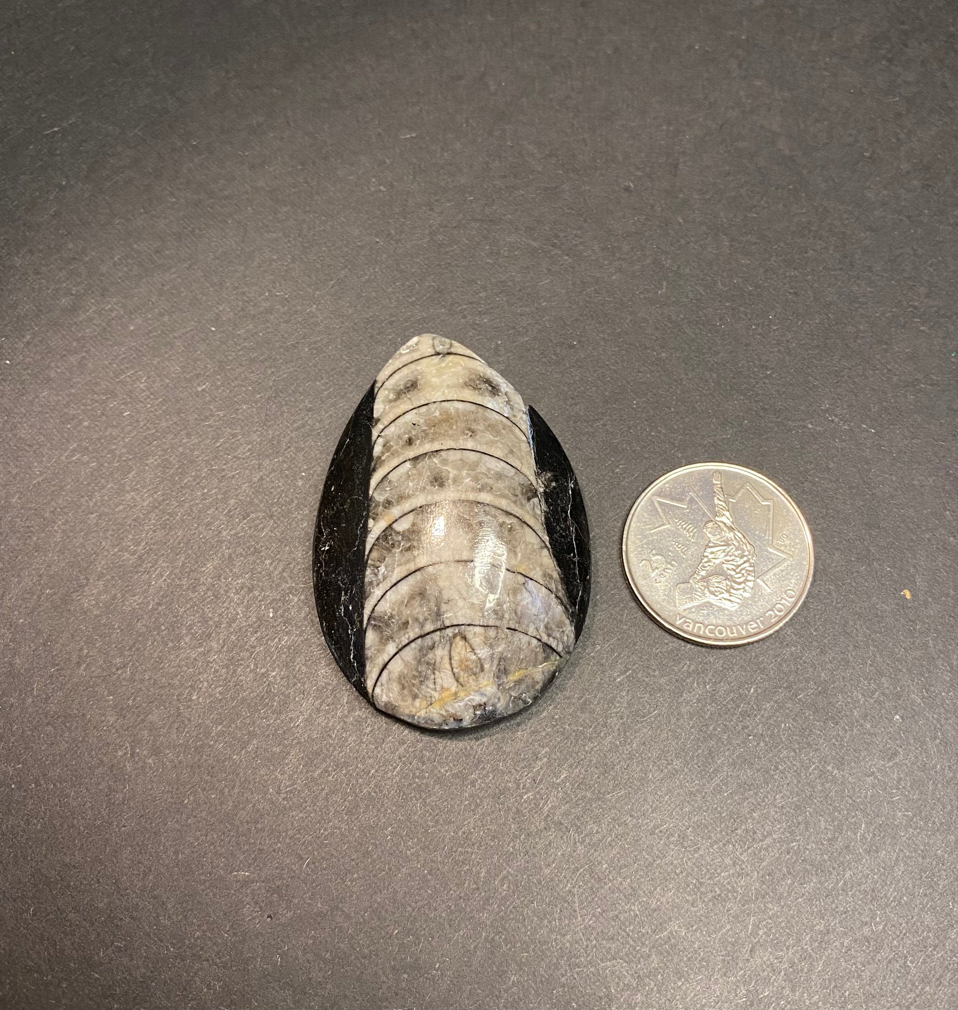 Orthoceras Fossil Stones (Polished) - Nymphs Nook