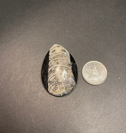Orthoceras Fossil Stones (Polished) - Nymphs Nook