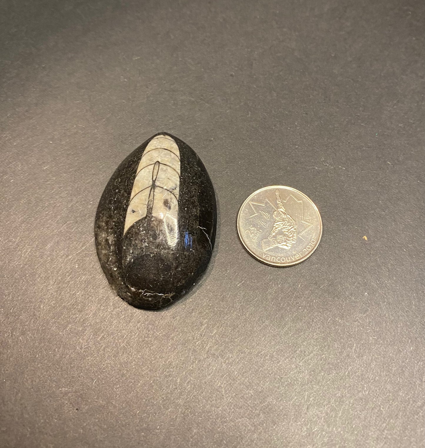 Orthoceras Fossil Stones (Polished) - Nymphs Nook