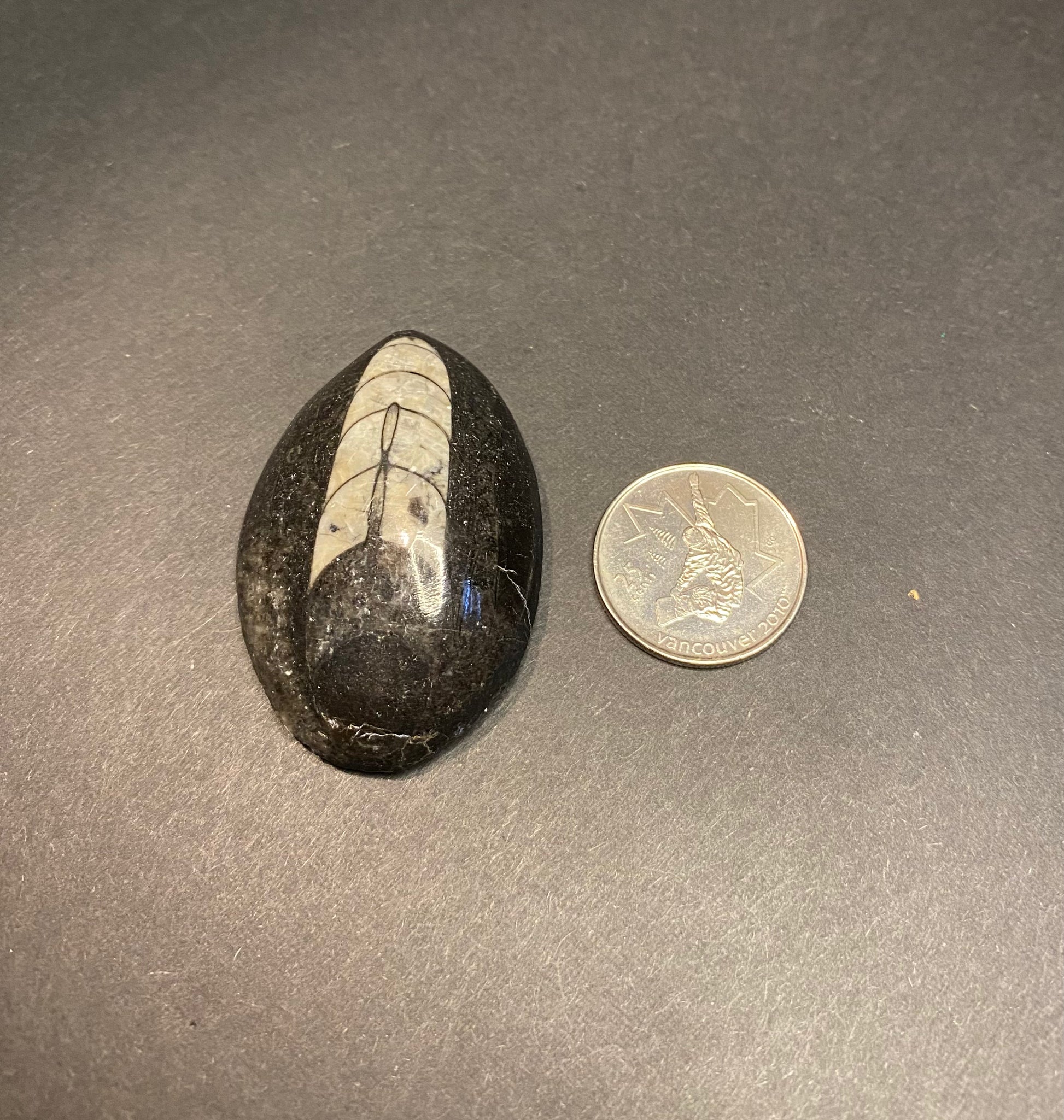 Orthoceras Fossil Stones (Polished) - Nymphs Nook