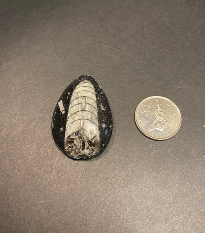 Orthoceras Fossil Stones (Polished) - Nymphs Nook